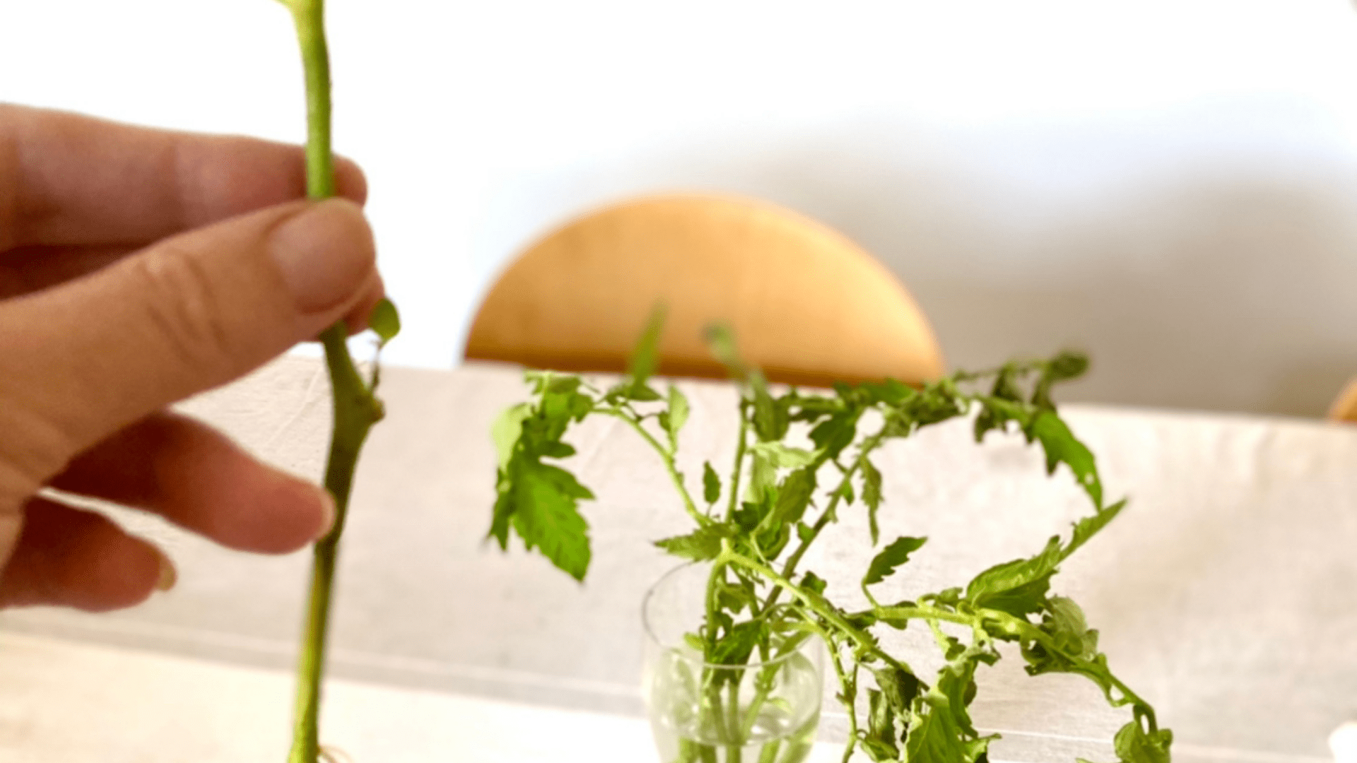 Growing tomatoes from cuttings